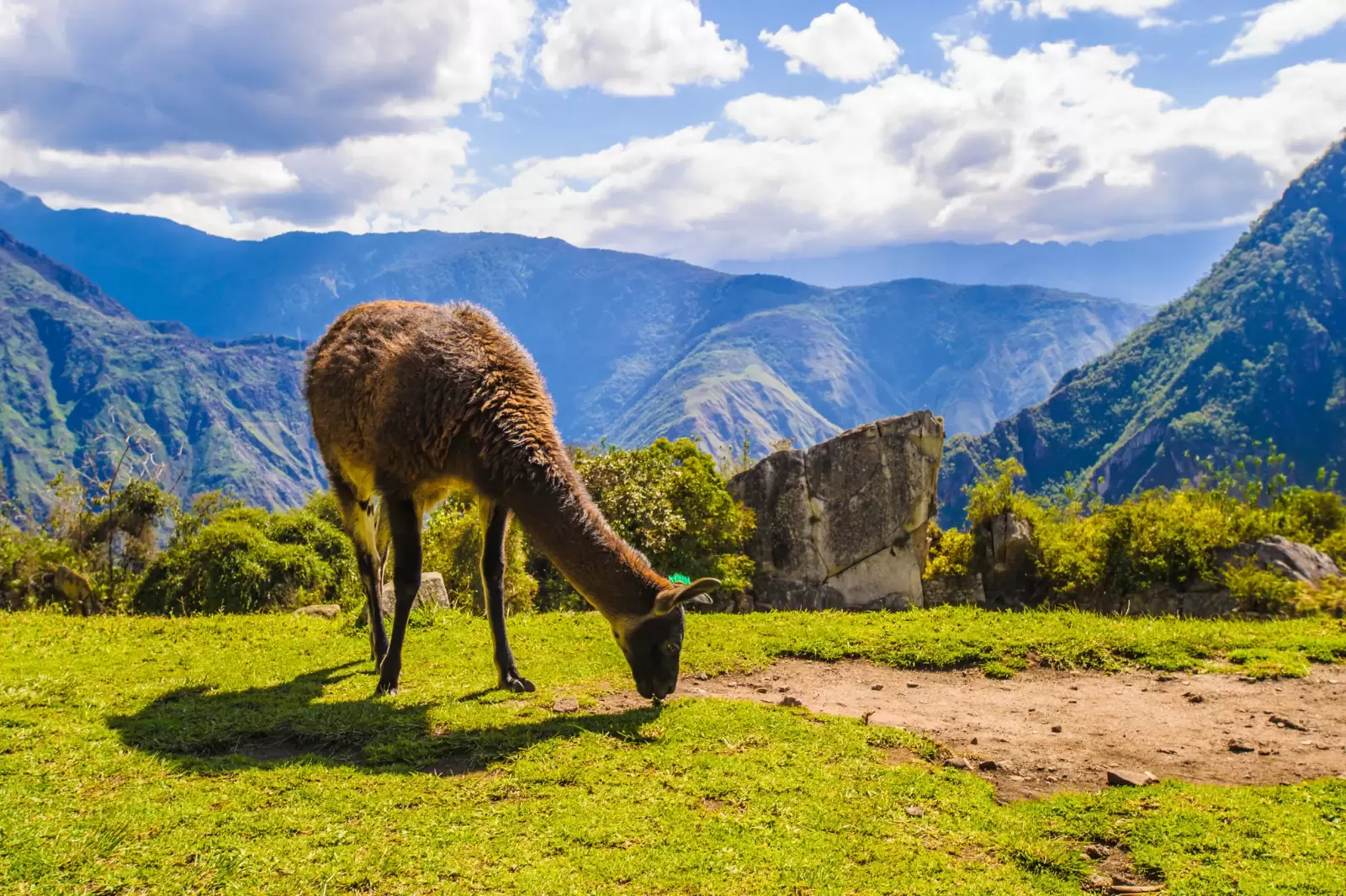 alone lama walks over the mountains of peru