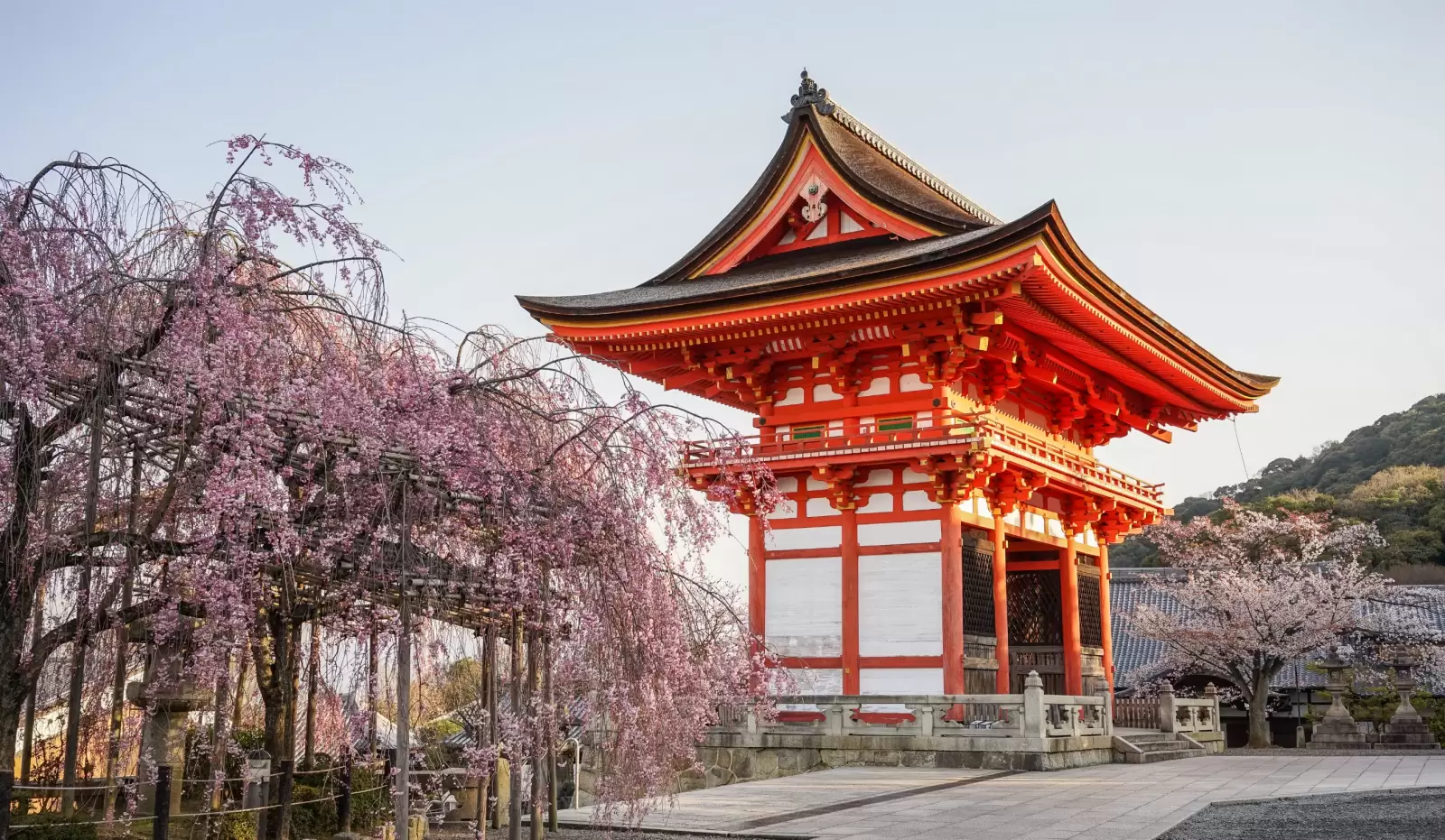 ancient temple with cherry flowers at spring time