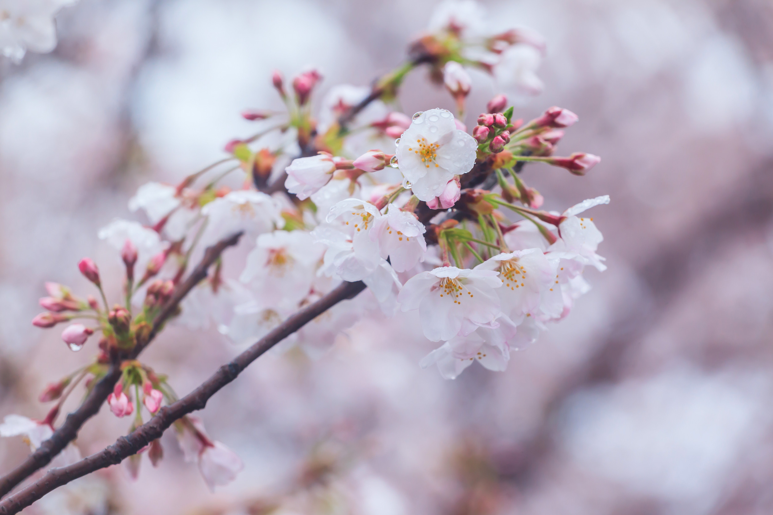 Beautiful Pink Sakura Flower Close Up In Japan