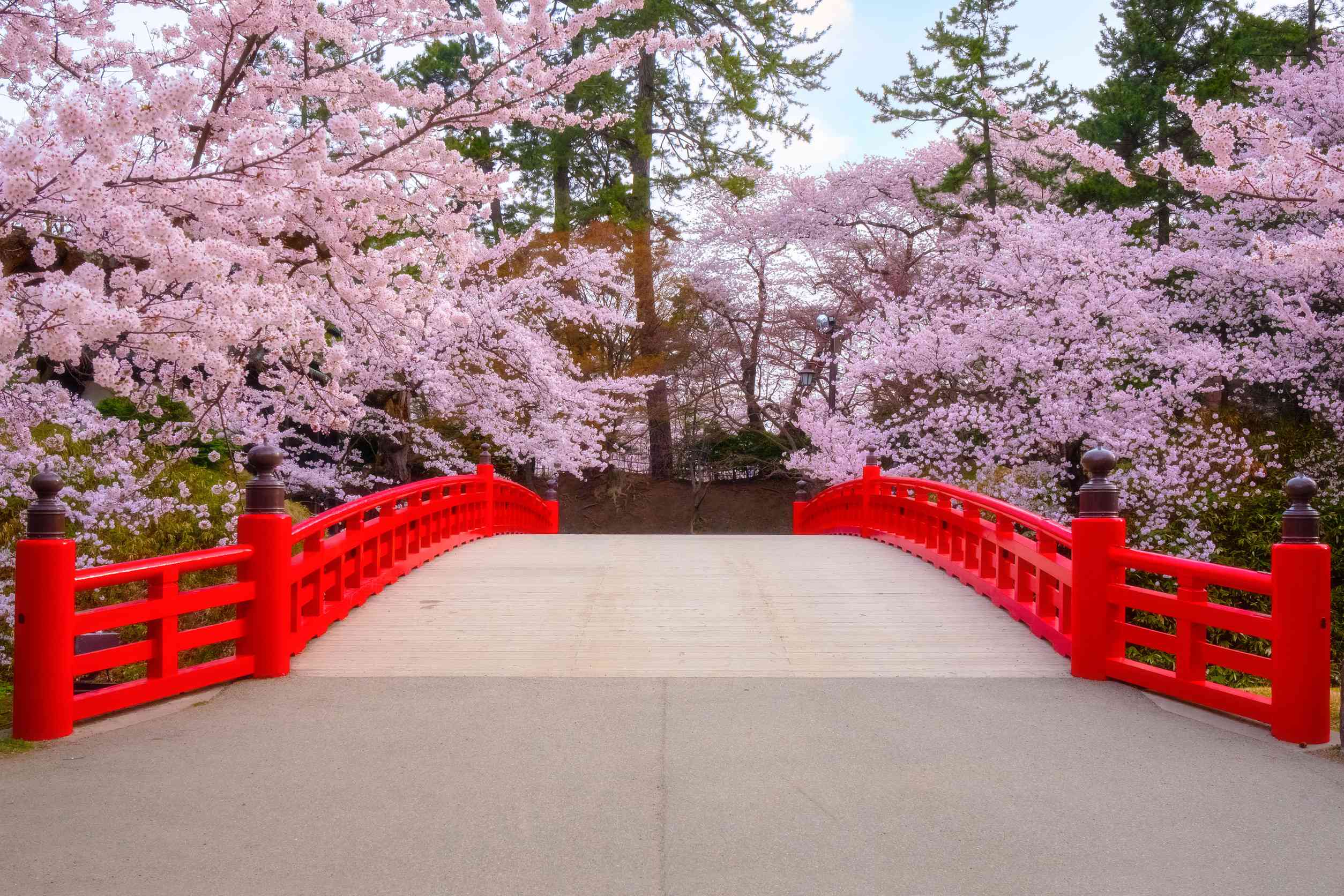 Cherry Blossom At Hirosaki Park In Japan