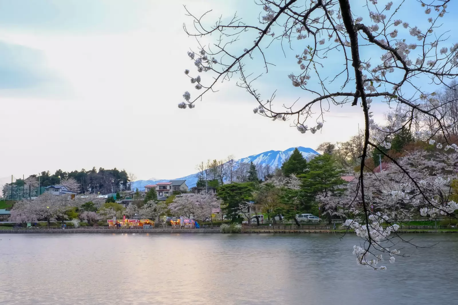 cherry blossom festival at takamatsu park morioka iwate