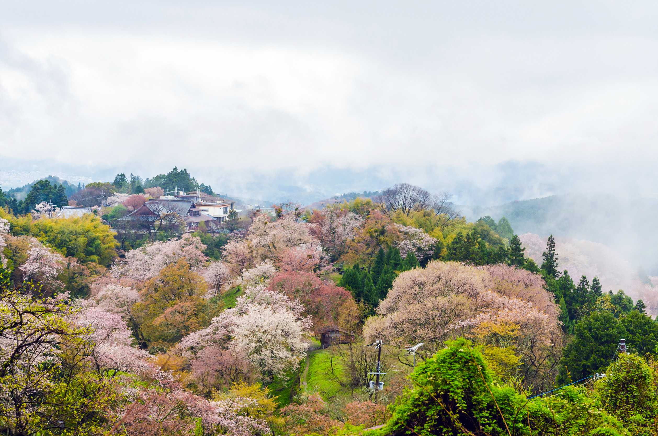 Cherry Blossom On Mount Yoshino In The Morning At Nara Japan