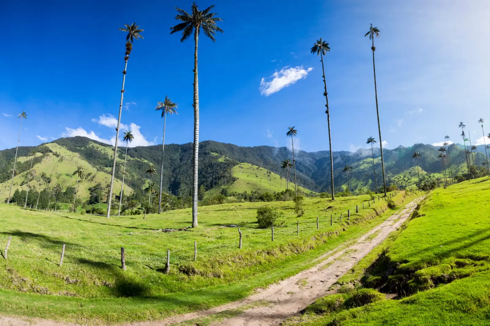 cocora valley near salento with enchanting landscape of pines and eucalyptus