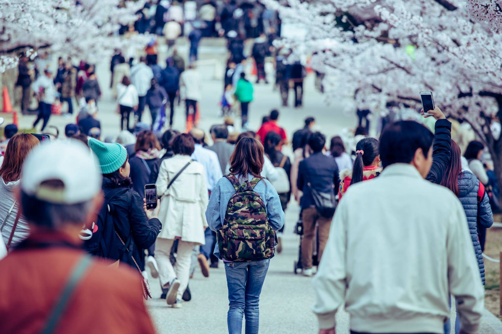 Crowded Street During Cherry Blossom Season