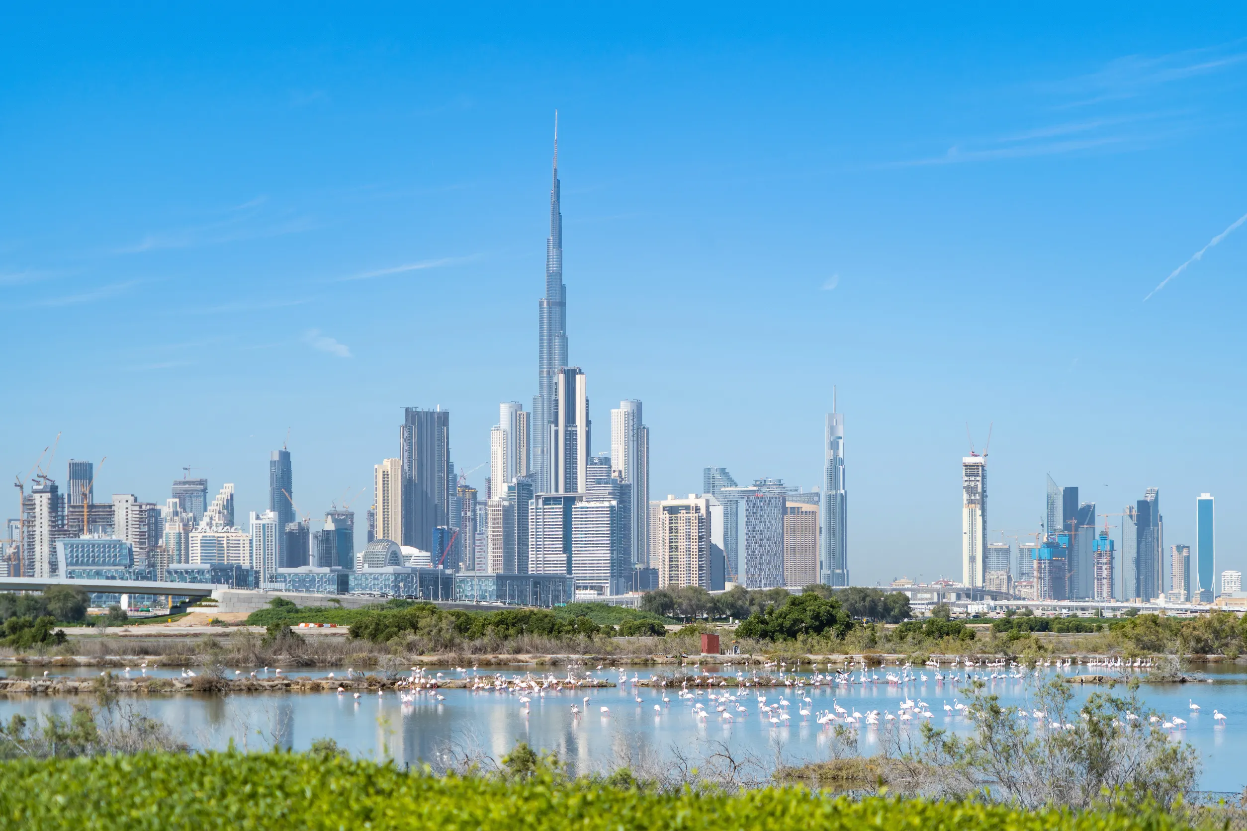 flamingo birds in zoo park with dubai downtown