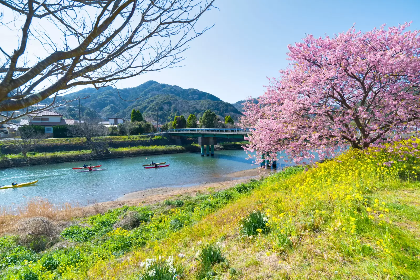flower festival of cherry blossoms and greens