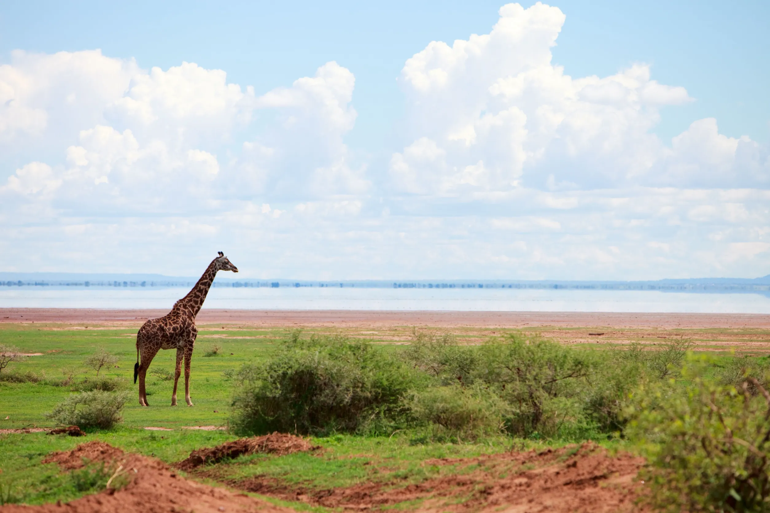 giraffe in lake manyara national park tanzania