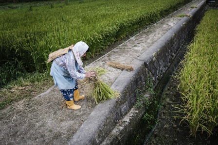 Labour Shortage in Japan’s Food & Beverage Sectors