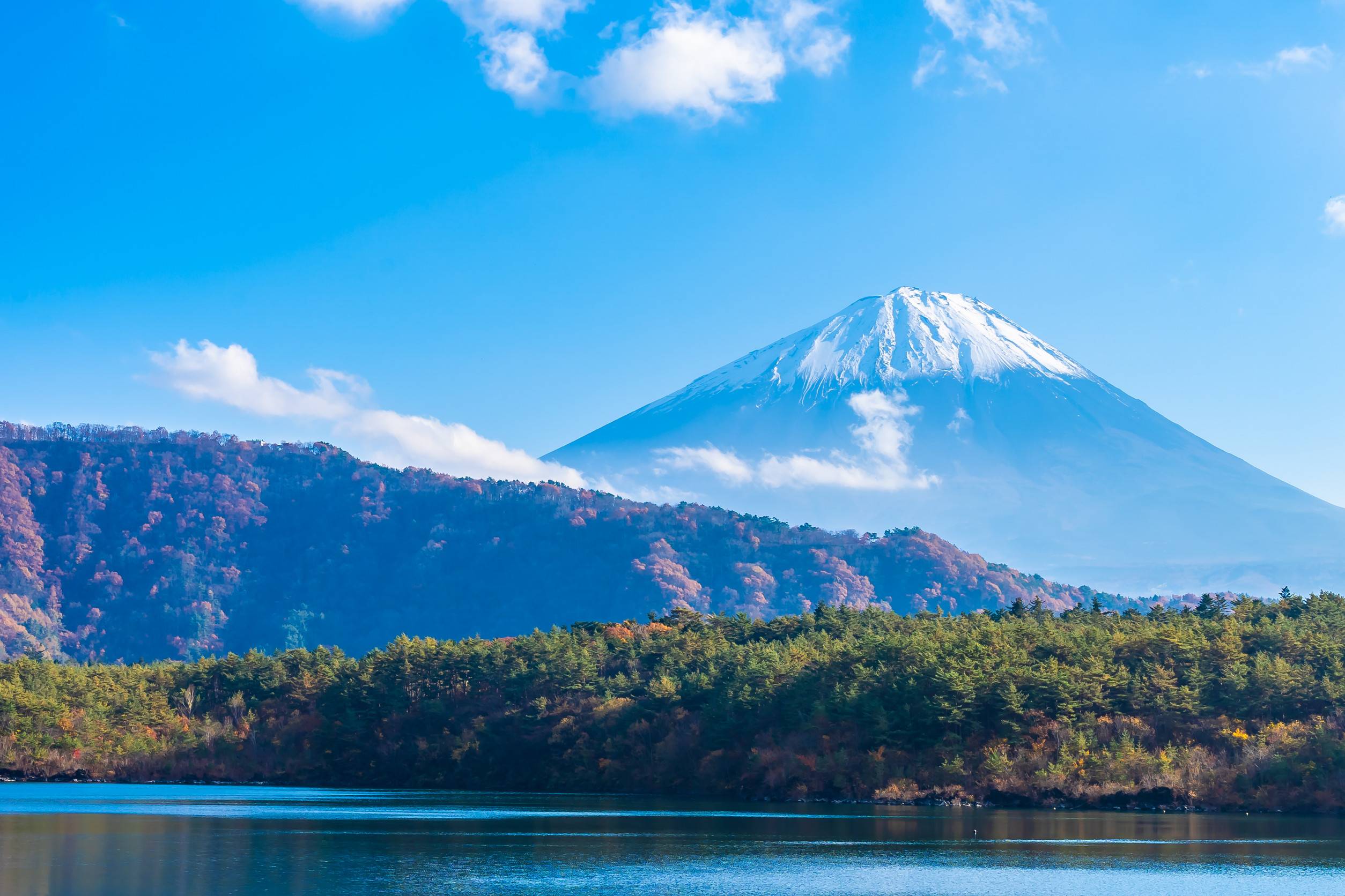 Mountain Fuji With Maple Leaf Tree Around Lake In Yamanashi Japan