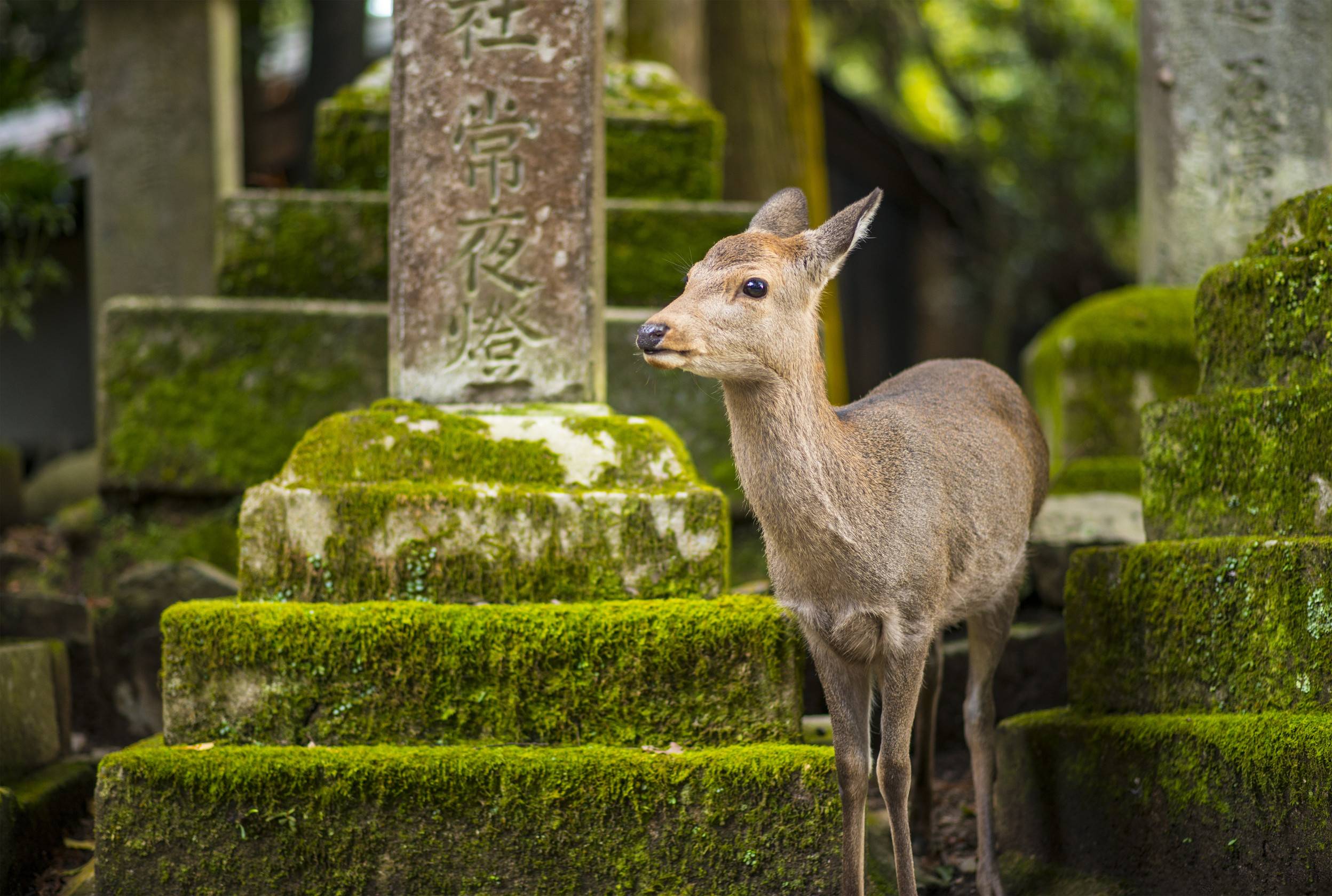 Nara Deer Roam Free In Nara Park Japan