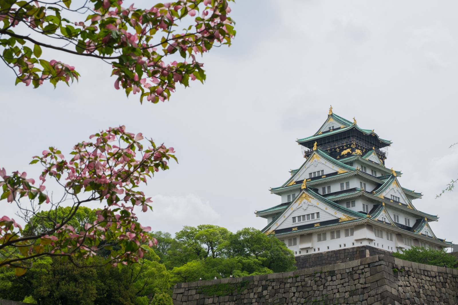 Pink blossoms, historic Osaka Castle