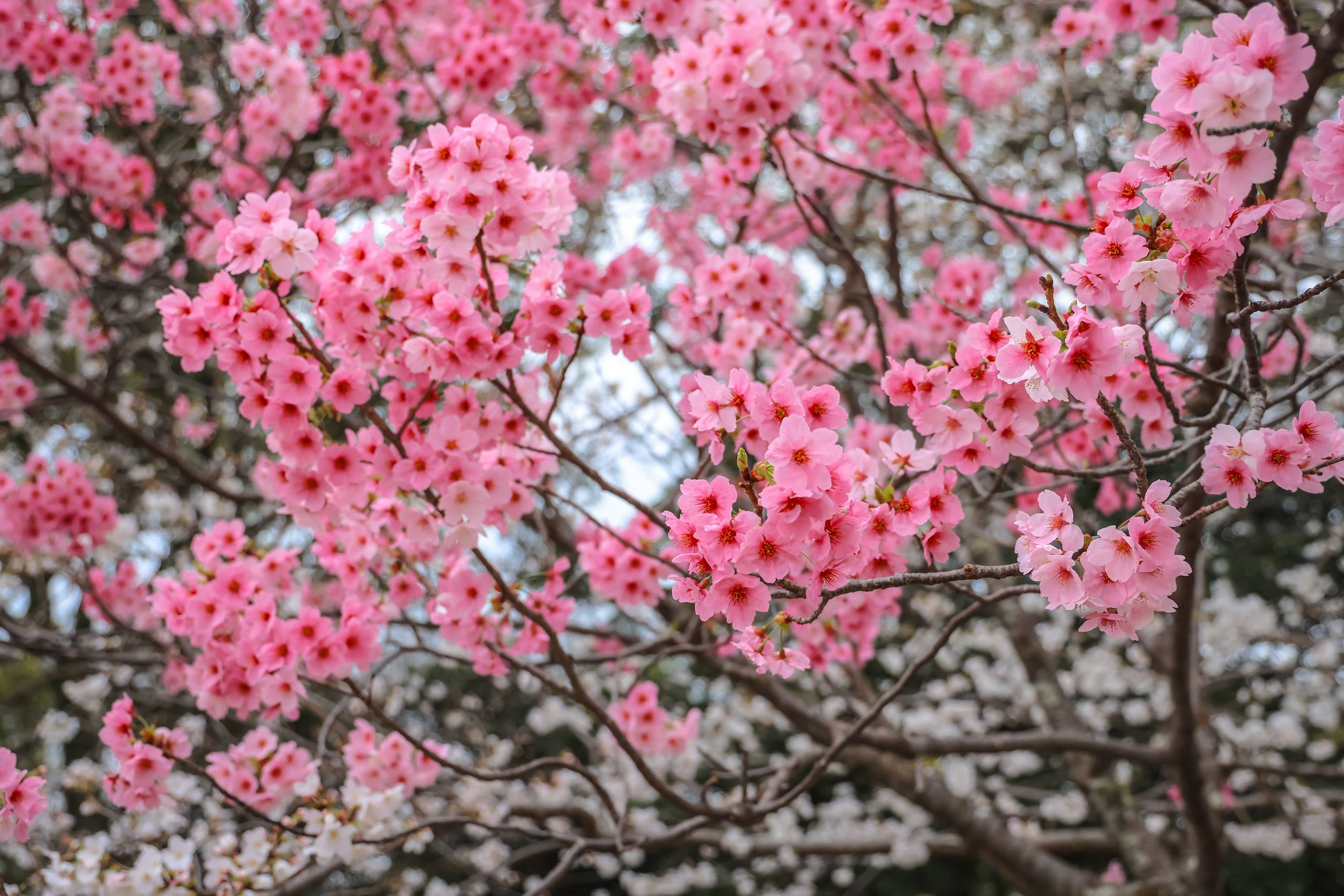 Pink Cherry Blossoms In Full Bloom