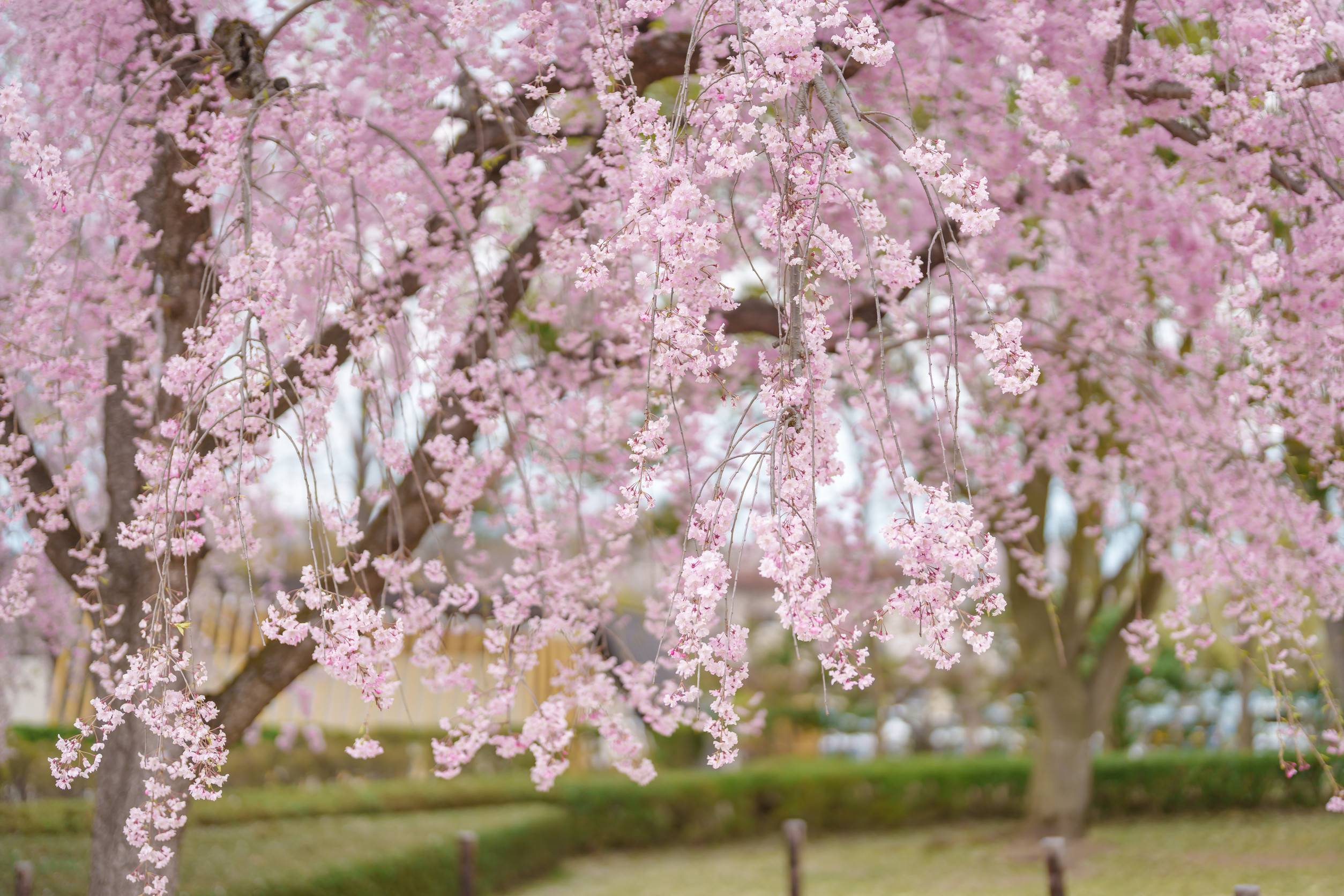 Shidarezakura Tree Blooming In Kajo Park