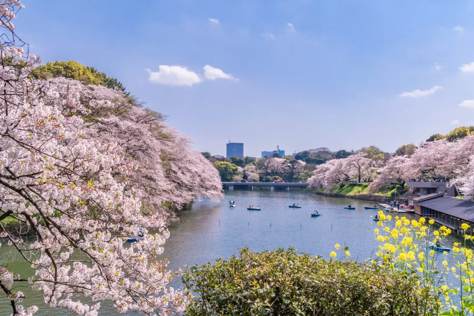 spring in japan urban scenery of tokyo sakura of chidorigafuchi