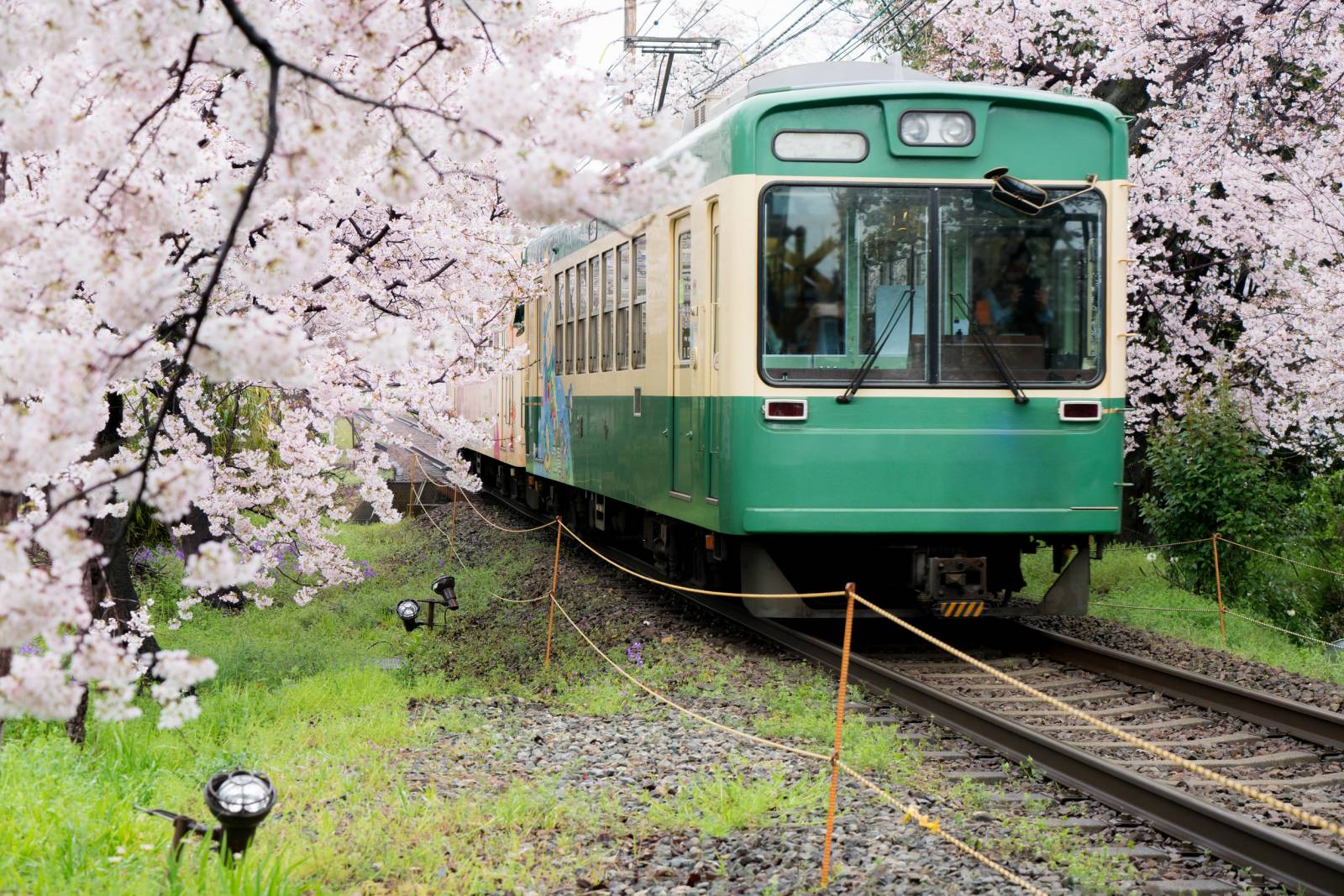 Train Passing Through Cherry Blossom Trees